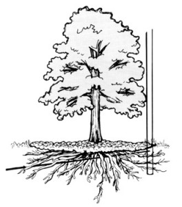 tree_roots_in_underground